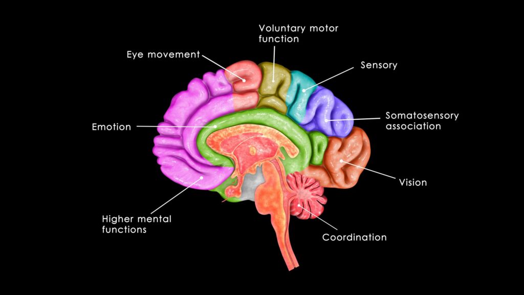 how-addiction-affects-the-brain-long-term-and-changes-thinking-emotions-and-decision-making-over-time